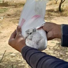 یک عدد کبوتر نر ماهرو