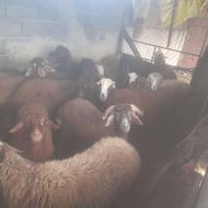 بره نر چاق فروشی