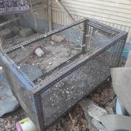 دوقفس مرغ خروس بلدرچین کبک کبوتر توافقی