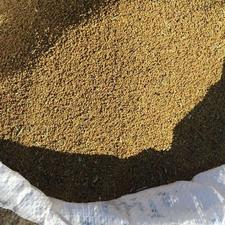 بزر یونجه محلی سال 1404 پاک شده با هوای کلر