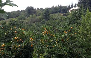 744متر باغ دهکده توریستی لالیم