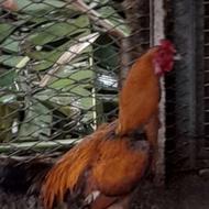 فروش خروس لاری