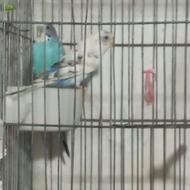 یک جفت مرغ عشق فروشی با قفس مولدن