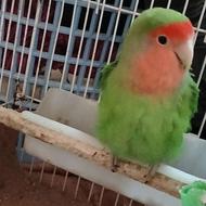 طوطی برزیلی