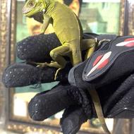 ایگوانا تارانتولا خزنده خزندگان حیوانات خاص