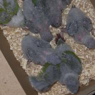 فروش جوجه سرلاکی