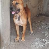 واگذاری چند قلاده سگ افغان الابای پیت بول