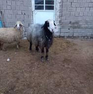 قوچ شین به ش3