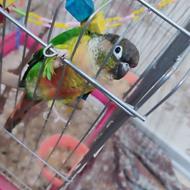 گیرینچیک بازیگوش