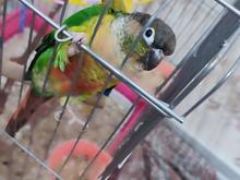 گیرینچیک بازیگوش در شیپور