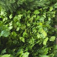 پاک کردن و خرد کردن سبزی، پوست کندن لوبیا