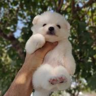 سگ پامرانین دختر و پسر پامر خرسی اصیل