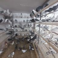 150تاکبوتریکجایی