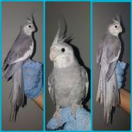 عروس هلندی رام و سخنگو پرورش خانگی