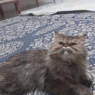 گربه پرشین اصل متین و بغلی