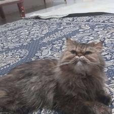 گربه پرشین اصل متین و بغلی