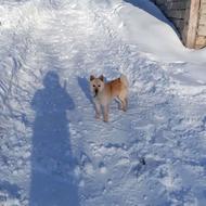 سگ پاکوتاه واگذاری