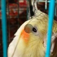 طوطی عروس هلندی