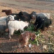 1راس بزماده ابستن