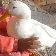 خواهان اردک سفید رنگ هستم