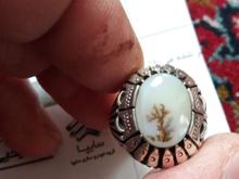 انگشتر شجر تک درخت در شیپور