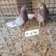 کبوتر فروشی