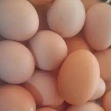 فروش تخم مرغ محلی