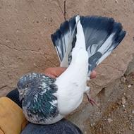 کفتر کبوتر آس گلچین