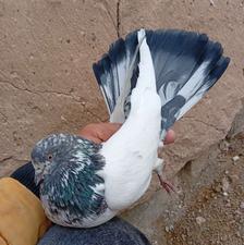 کفتر کبوتر آس گلچین