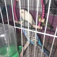 مرغ عشق اماده