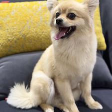 واگذاری سگ پامر