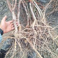 نهال و درخت بادام درشت و یک دست باردهی سال اول