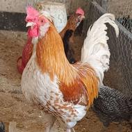 خروس دورگ ویاندونت