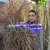 انواع نهال های مثمر و پر بار با لیبل دار