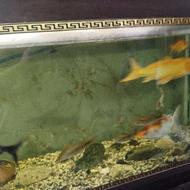 آکواریوم و ماهی