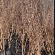 نهال انار واندر فول