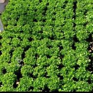 سبزه نارنج گلدون12