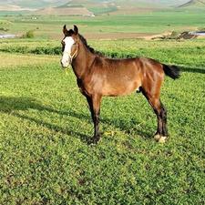 اسب نژاد کورد نشان دار