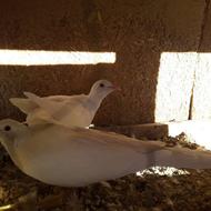 کبوتر سفید و کِرِم جفتی و بالغ