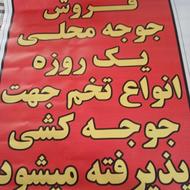 جوجه مرغ محلی