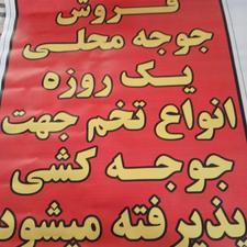 جوجه مرغ محلی