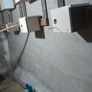 قفس و لونه برای تخم گذاری