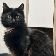 گربه ماده ، عقیم شده ، واکسن زده ، فوری