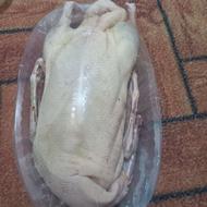 اردک پکنی(مکمکی)بالغ