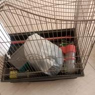 قفس عروس هلندی مرغ عشق طرقه کاسکو