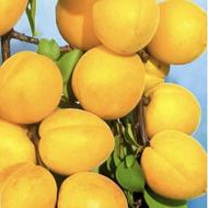 نهال زردآلوانبه ای با کیفیت یک ساله