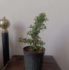 گل طبیعی جوان