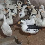 افروش ردک محلی