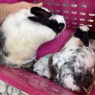 خرگوش سالم و سرحال_معاوضه و فروش