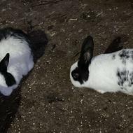 خرگوش جفت مولد